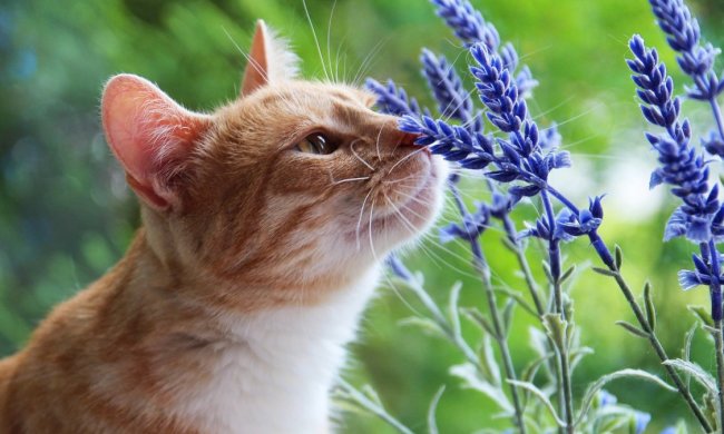 Зима близко: синоптики прогнозируют заморозки на август, украинцам пора доставать свитера