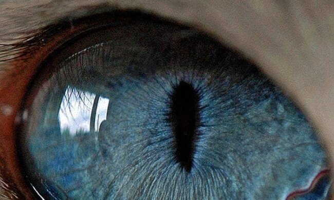 Очі тварин відобразили в макрооб'єктиві – фото нагадують інопланетні пейзажі