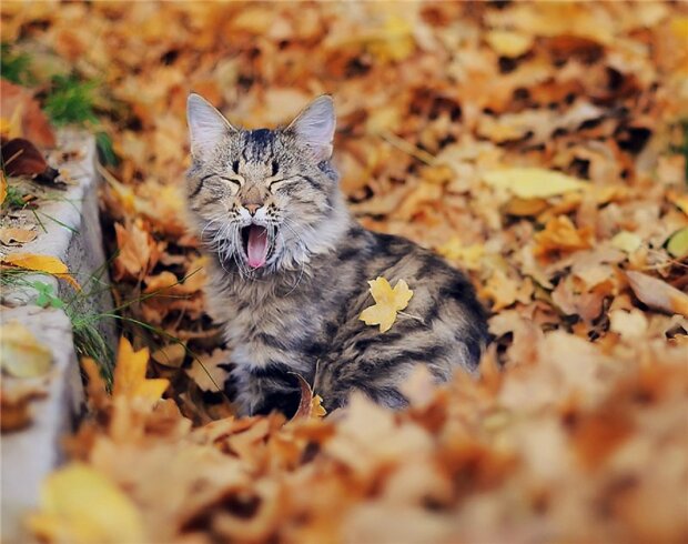 Котик восени, 2Крота