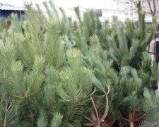 Кримчани шоковані цінами сибірських ялинок