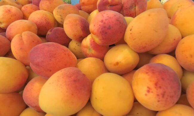 Абрикосы, скриншот: YouTube