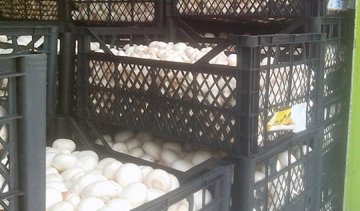 Контрабандист  віз в «ДНР» гриби на 72 тисячі гривень (фото)