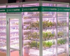 Супермаркети Німеччини вирощують овочі прямо в торгових залах (фото)
