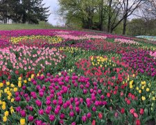 У Києві на Співочому полі зацвіли тюльпани - яскраве море і неймовірний аромат, ви закохаєтесь в ці фото