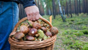 Грибний сезон в Україні як відрізнити їстівні від отруйних та приготувати смачні страви з дарів лісу