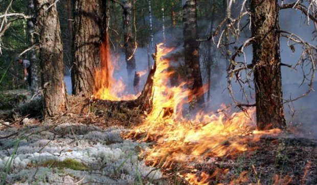 В России горит 21 гектар леса 