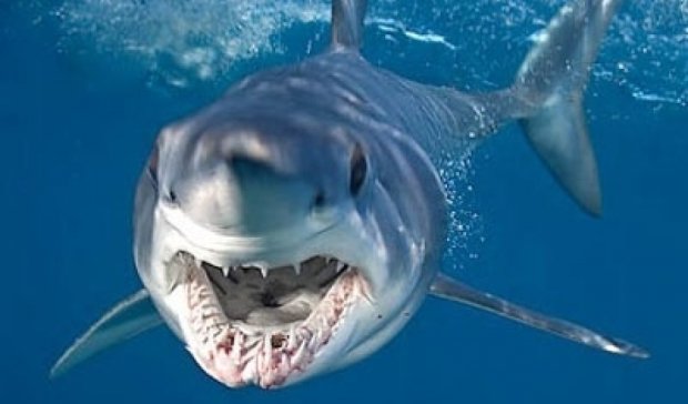 У 2015 році зафіксували рекордну кількість нападів акул
