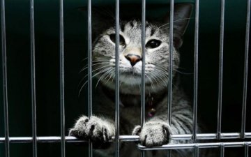 Їсти подано: сотні кішок врятувалися від долі стати коронною стравою