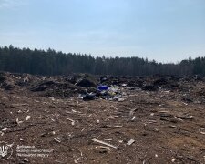 незаконна вирубка дерев