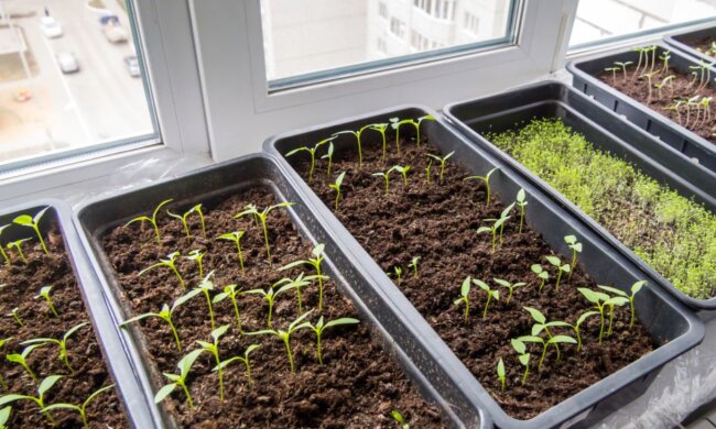 Місячний посівний календар, фото: Facebook