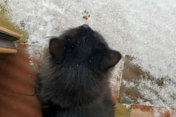 Морози до -20 і снігопади чи "зимова осінь" та постійні дощі: прогноз погоди від синоптиків на грудень