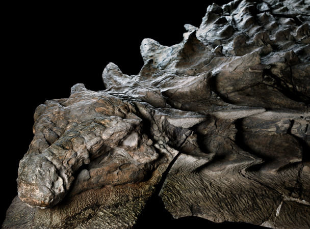 Ученые показали настоящего дракона из мезозоя