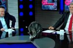 Кот в эфире, скриншот: Twitter