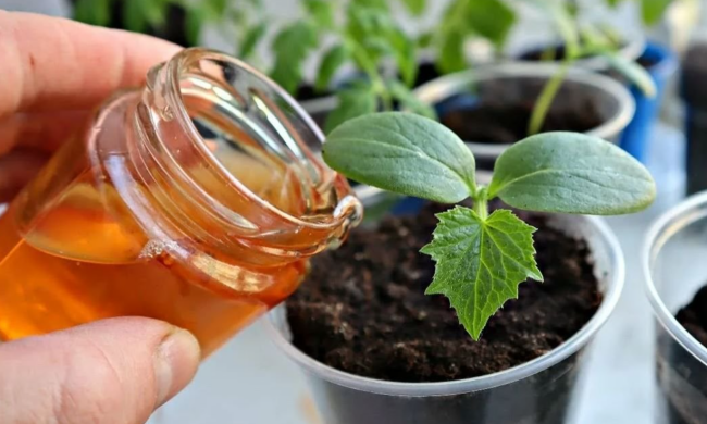 Цибулевий настій для розсади, кадр з відео