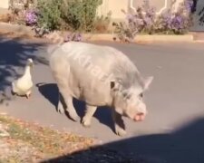 скріншот з відео