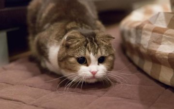 У Франції невідомі влаштували геноцид кішок
