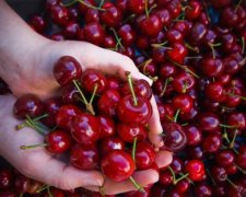 Як удома: росіянка без докорів совісті обнесла канадську черешню