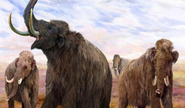 Учені виявили унікальне поховання мамонтів