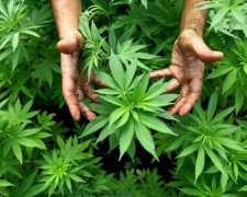 Чоловік збирався вилікуватися за допомогою плантації коноплі