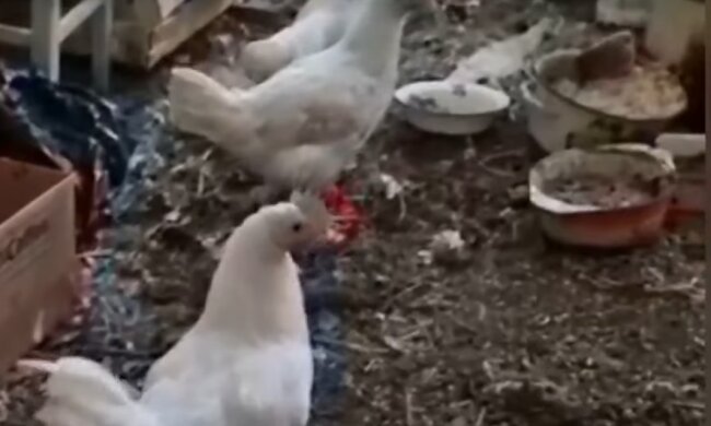 Скрин, видео YouTube курятник