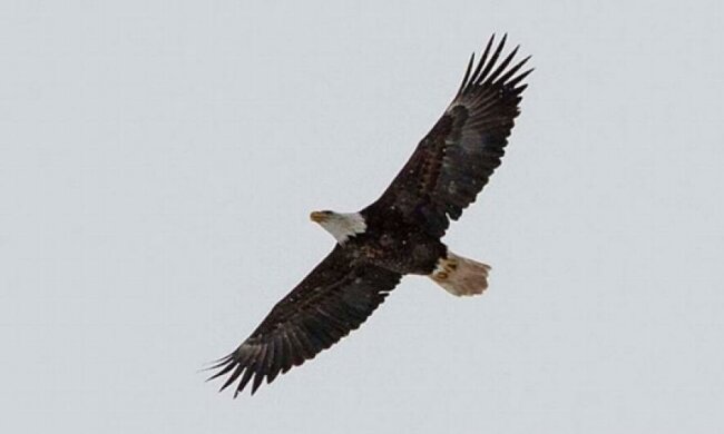 Орлан віддано чекав свою кохану із лікарні (фото)