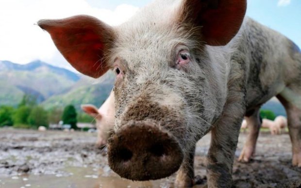 Впервые в истории свинья родила человека: видео