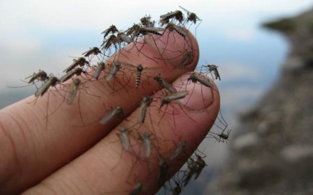 Ви не повірите: чому комарі кусають не всіх підряд