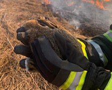 Бійці ДСНС врятували маленьке зайченя під час пожежі: ледь не згоріло у сухій траві