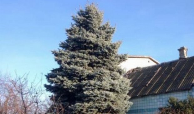 В Одессе продают елку за $10 тыс