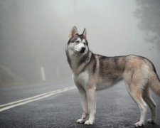 Тащил собаку за авто: украинцы разыскивают водителя-живодера