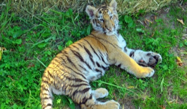 В киевский зоопарк вернули тигрят