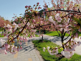 Весна, квітуча сакура, фото із соцмереж