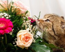 Кот и букет