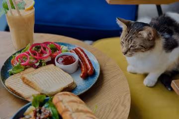 Котокафе Miau Grau у Варшаві закривається після 7 років роботи