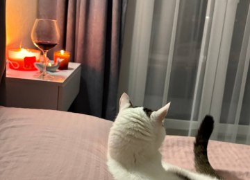 Червоне вино, котик, фото: Знай.ua