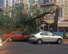 Ураган в Одесі валив дерева на людей (фото)