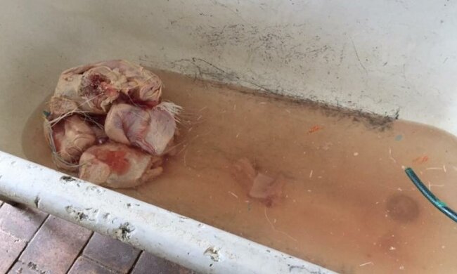 Образцово-показательная: чем травят солдат "элитной" части