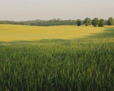 Розовый акт на землю — старые документы на участок