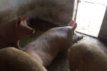Цены на мясо в Украине резко изменились: во сколько теперь обойдется килограмм