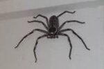 Паук