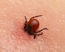 Смертоносные клещи: эти советы спасут вам жизнь
