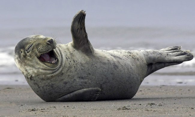 Обнимашки? Романтичный тюлень чуть не утопил фотографа: видео