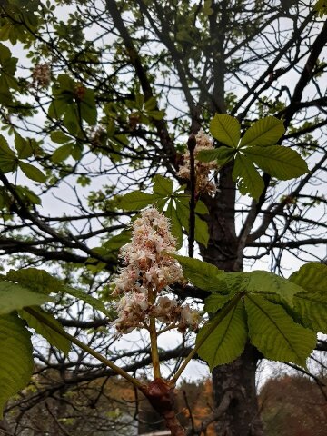 В Калуше цветут каштаны, фото: Вікна