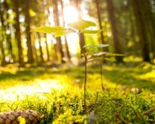 Синоптики пообіцяли українцям теплу і сонячну погоду