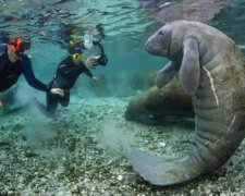 Торт для русалки: мережу вразило підводне свято