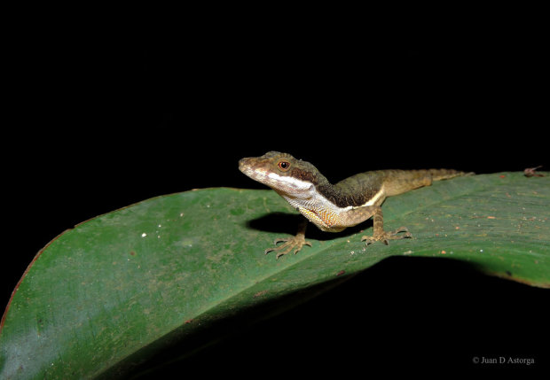Вчені виявили унікальних ящірок. Представники цього виду зберігають кисень і можуть дихати під водою