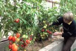 Обробка помідорів, скріншот: YouTube