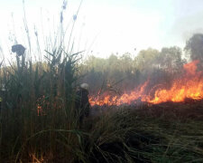 Під Києвом спалахнули ліси, рятувальники не встигають - Чорнобиль не навчив