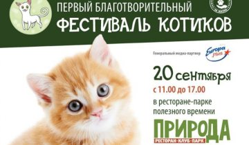 Завтра в Киеве пройдет благотворительный "Фестиваль котиков"