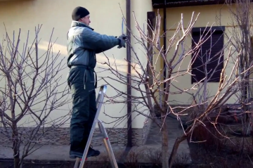Обрезка деревьев, кадр из видео